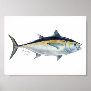 Blackfin Tuna fish poster. Poster