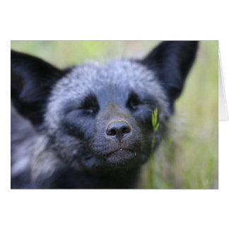 Blackjack the fox
