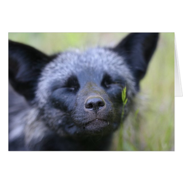 Blackjack the fox (Front Horizontal)