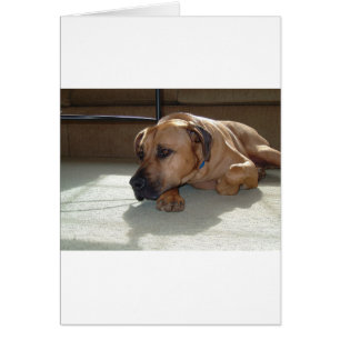 blackmouth cur laying