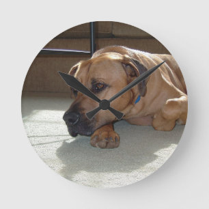 blackmouth cur laying round clock