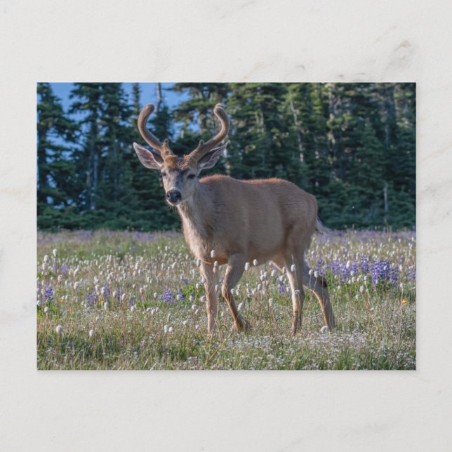 Blacktail Deer Buck | Olympic National Park Postcard (Front)