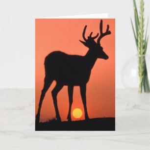 Blacktail or Mule Deer Olympic National Park Card