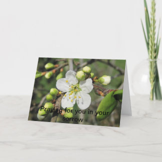 Blackthorn, Sympathy Card