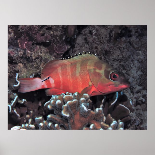 Blacktip Grouper Poster (Front)