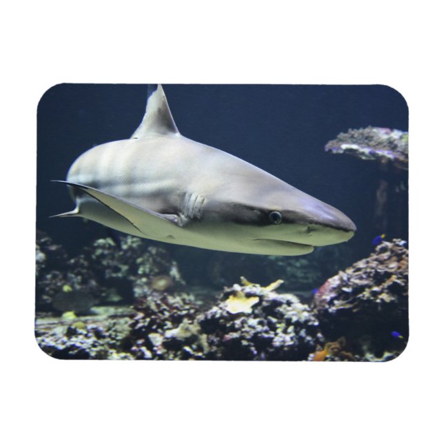 Blacktip Shark Swimming in Coral Magnet (Horizontal)