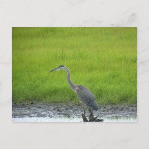 Blackwater National Wildlife Refuge Postcard