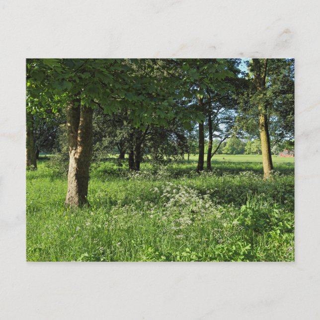 Blackweir Woods, Bute Park, Cardiff Wales Postcard (Front)