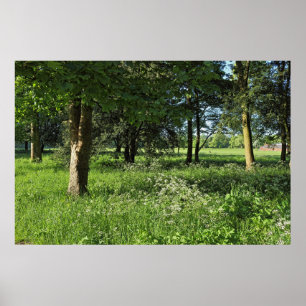 Blackweir Woods, Bute Park, Cardiff Wales Poster