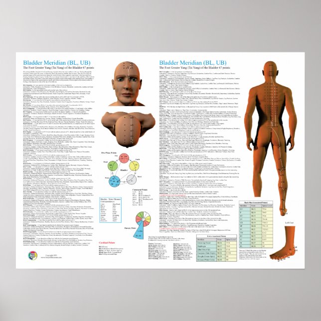 Bladder Meridian Acupuncture Points Poster (Front)