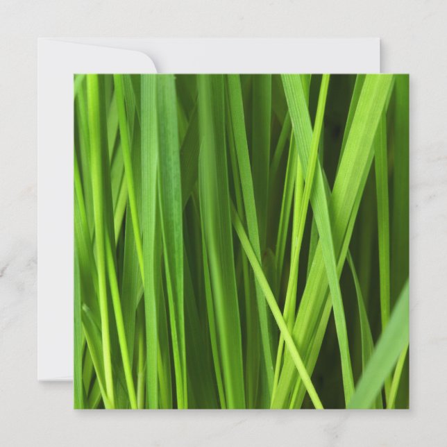 Blades of Grass Card (Front)
