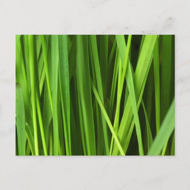Blades of Grass Postcard (Front)