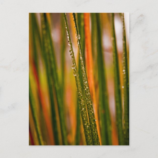 Blades of grass postcard (Front)