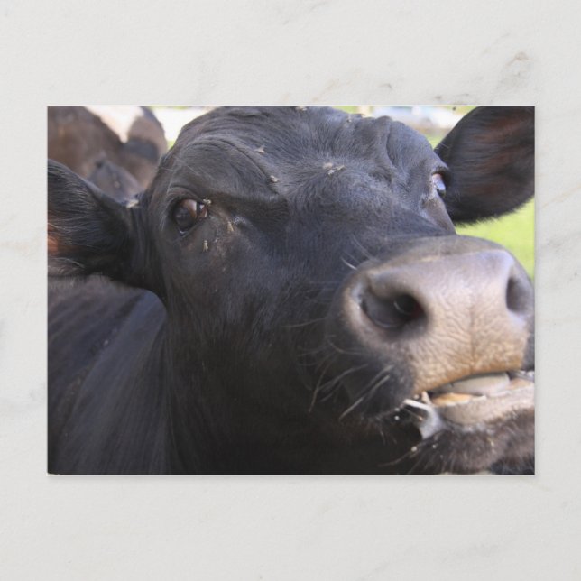 Blah Postcard (Front)