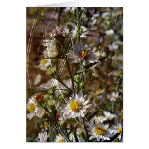 Blanc 1