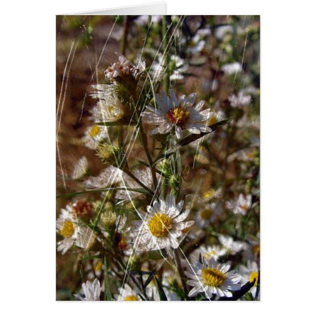 Blanc 1 (Devant)