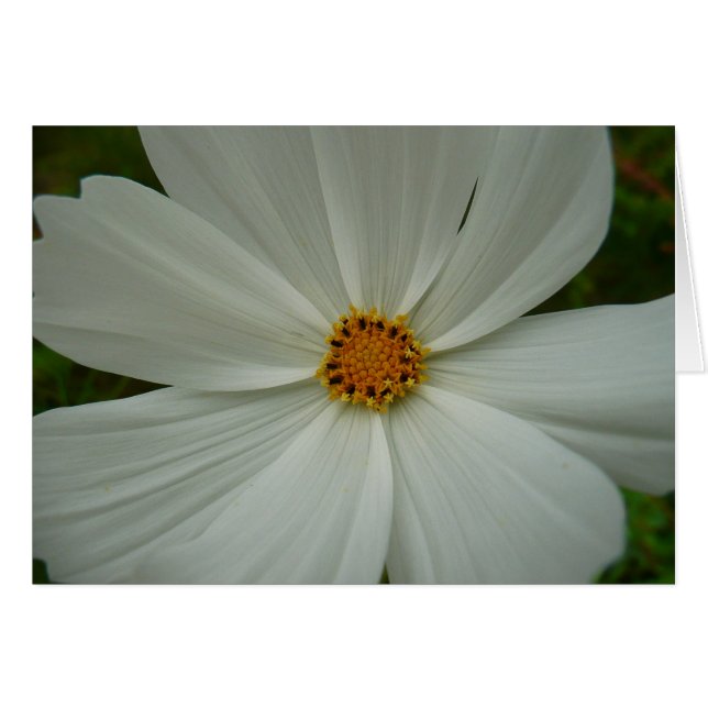 Blanc Cosmos Fleur sauvage d'été Floral (Devant horizontal)