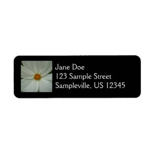 Blanc Cosmos Fleur sauvage d'été Floral
