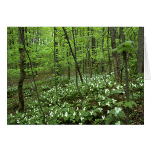 Blanc de ciel de Trillium à l'intérieur