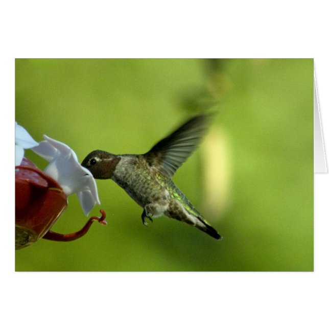 Blanc de colibri (Devant horizontal)