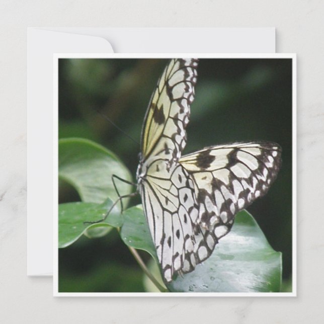Blanc et invitation de papillon à ailes par noir (Devant)
