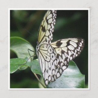 Blanc et invitation de papillon à ailes par noir