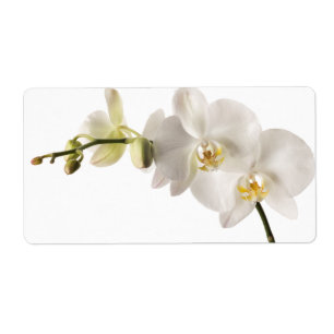 Blanc floral de Dendrobium d'orchidée de jet blanc