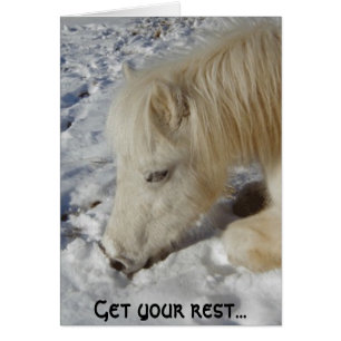 Blanc Gallois Pony Asleep