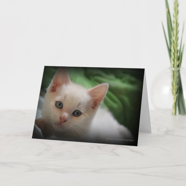 Blanc mignon de carte de voeux de photo du chaton (Devant)