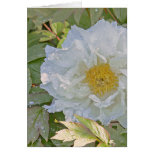 BLANC PEONY