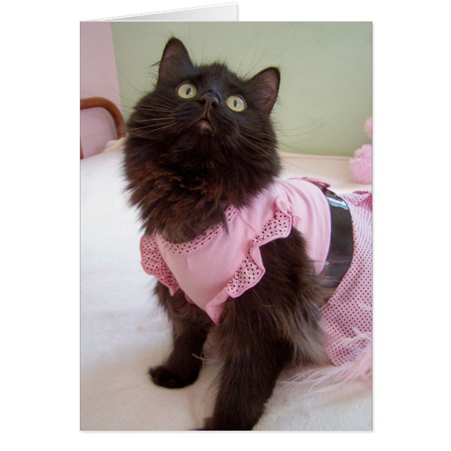 blanc pour le message (Devant)