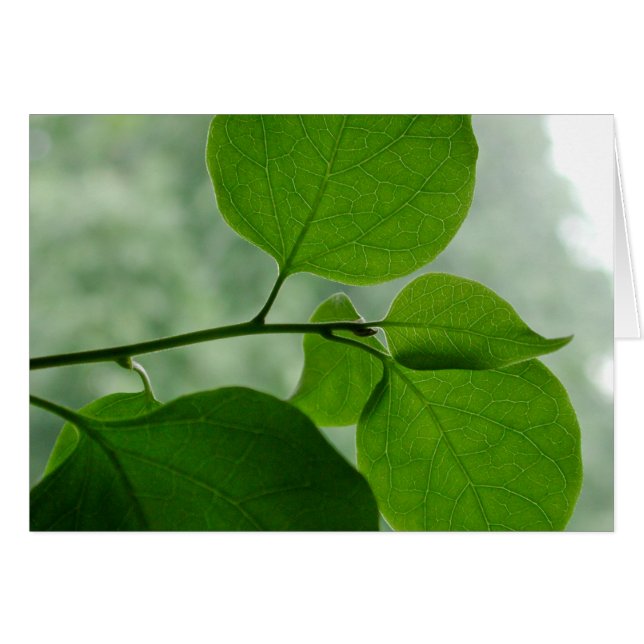 Blanc vert de zen à l'intérieur (Devant horizontal)