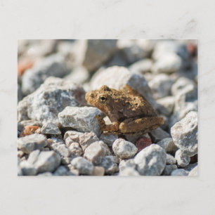 Blanchard's Cricket Frog Postcard