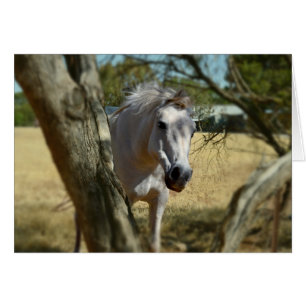 Blanche Neige Le Cheval,_