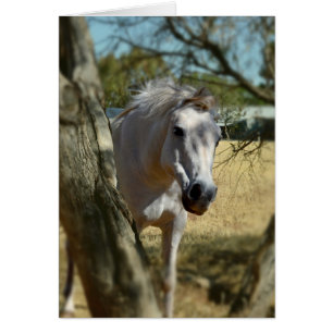 Blanche Neige Le Cheval,_