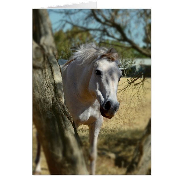 Blanche Neige Le Cheval,_ (Devant)