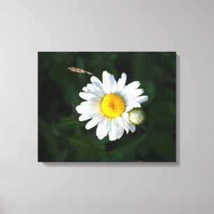 Blancs Fleur de marguerite Photo Toile enveloppée
