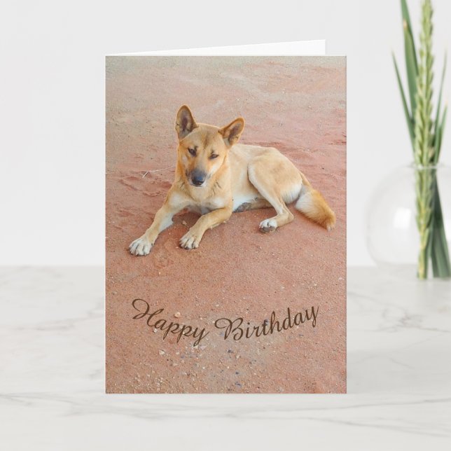 Blank birthday card - dingo (Front)