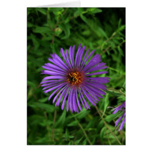 Blank-Blue Flower