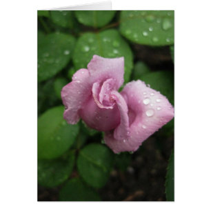 Blank-Bud Pink Dewdrop