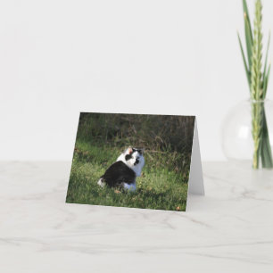 Blank Card, cat Card