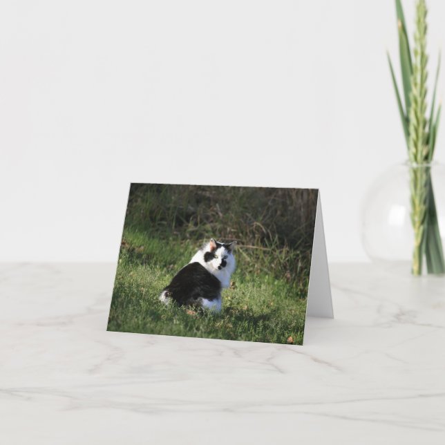 Blank Card, cat Card (Front)