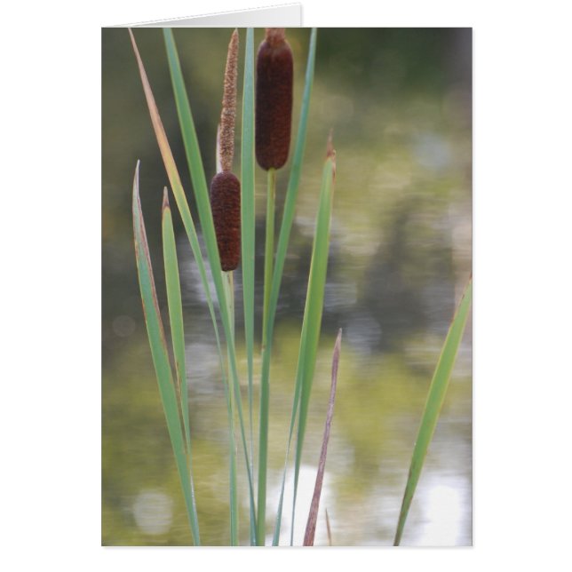 Blank Card - Cattails (Front)