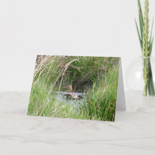 Blank Card, Duck Thank You Card