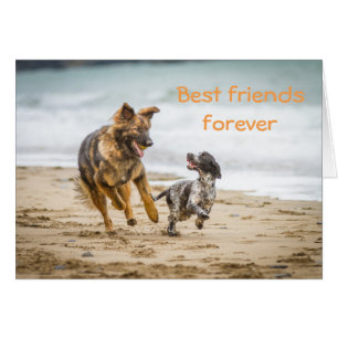 Blank Card German Shepherd Dog and Cockerspaniel
