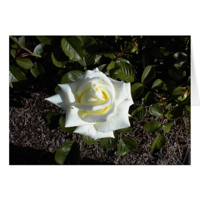 Blank card: One Pale Yellow Rose (Front Horizontal)