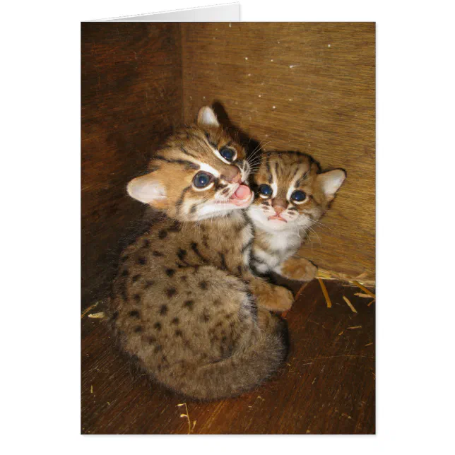 Blank card Rusty spotted cat Zazzle