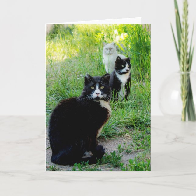 Blank Card - "Trio" Cat Photo, Feral Cats (Front)