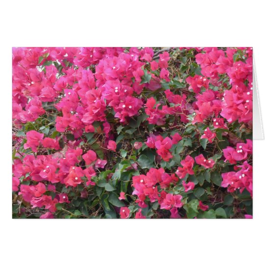 Blank card with beautiful pink bougainvillea