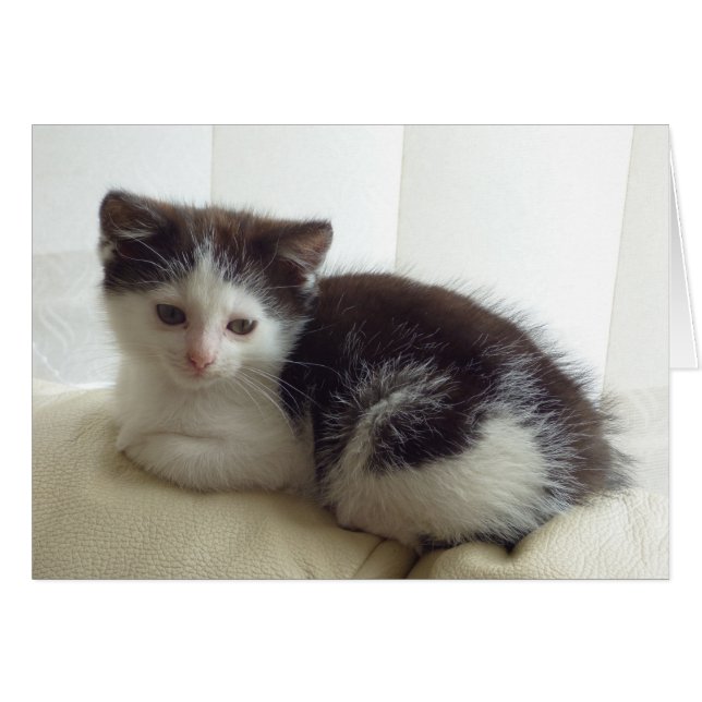 Blank card with cute kitten posing (Front Horizontal)